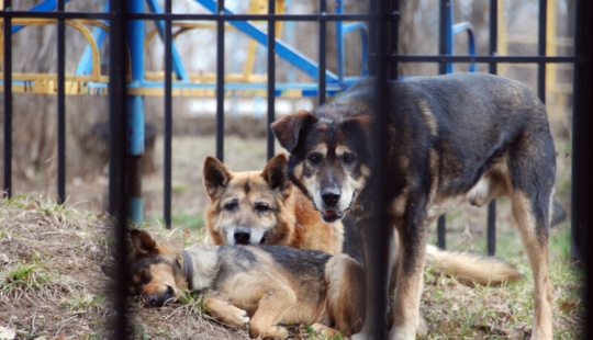 10 common myths about rabies that it is time to stop believing