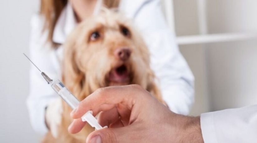 10 common myths about rabies that it is time to stop believing 10 common myths about rabies that it is time to stop believing