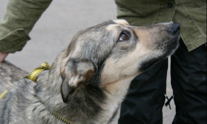 10 common myths about rabies that it is time to stop believing 10 common myths about rabies that it is time to stop believing