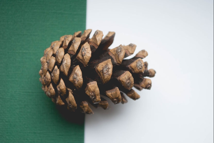 10 consejos sencillos sobre cómo tomar una foto divertida de un bulto común y corriente