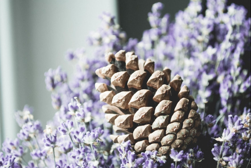 10 consejos sencillos sobre cómo tomar una foto divertida de un bulto común y corriente