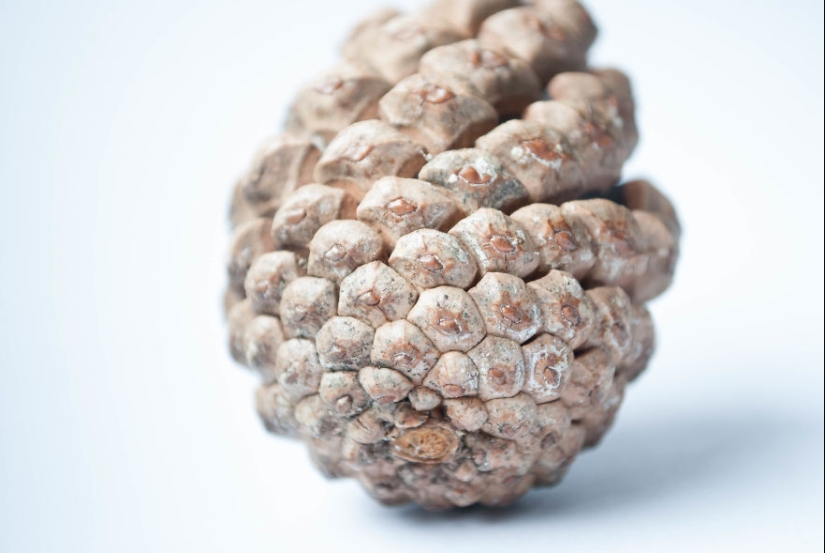 10 consejos sencillos sobre cómo tomar una foto divertida de un bulto común y corriente