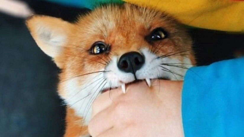 10 deadly dangers lurking in our forests