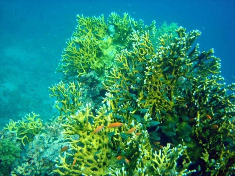 10 facts about the Red Sea 10 facts about the Red Sea