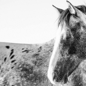 10 magical photographs of the wild horses of Cumberland island