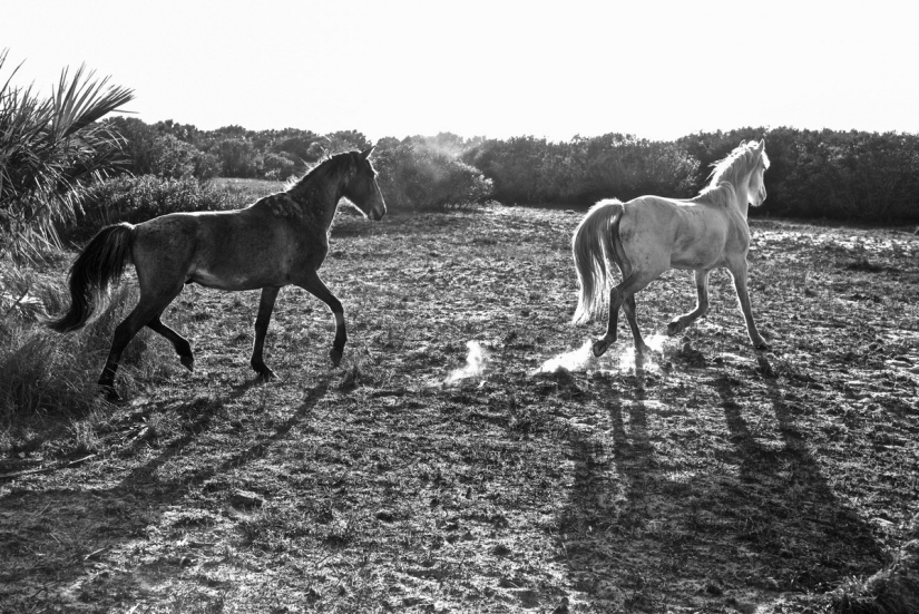10 magical photographs of the wild horses of Cumberland island 10 magical photographs of the wild horses of Cumberland island