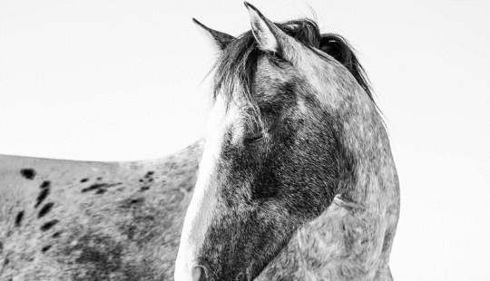 10 magical photographs of the wild horses of Cumberland island