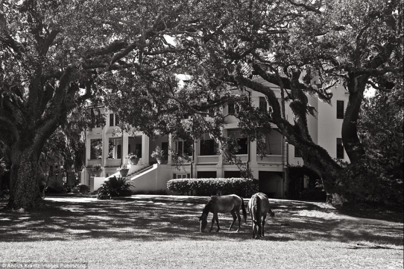 10 magical photographs of the wild horses of Cumberland island 10 magical photographs of the wild horses of Cumberland island