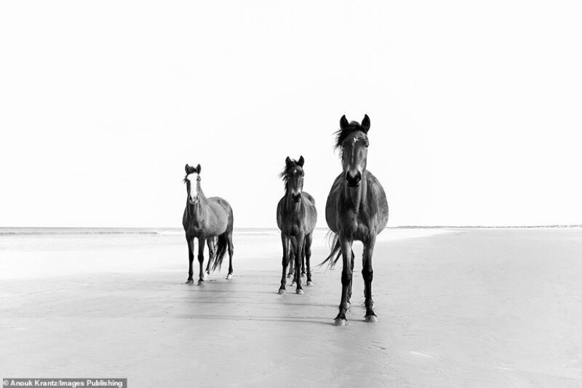10 mágicas fotografías de los caballos salvajes de la isla de Cumberland