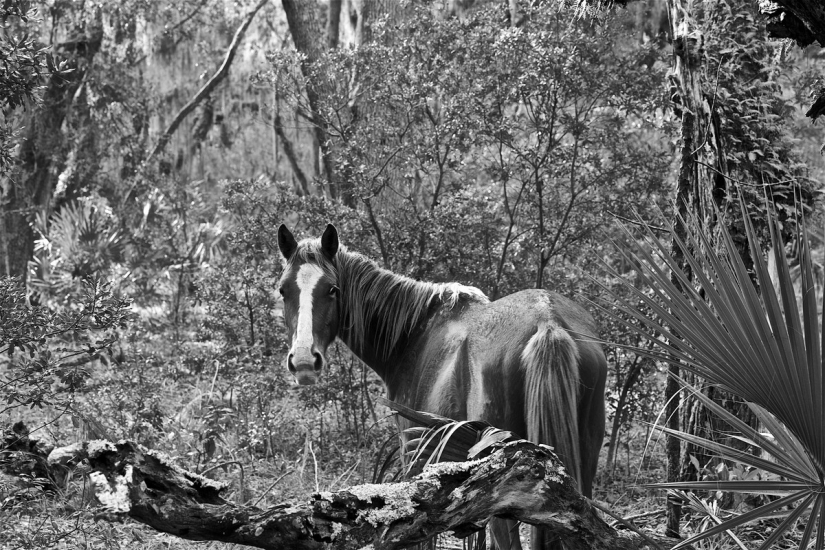 10 mágicas fotografías de los caballos salvajes de la isla de Cumberland