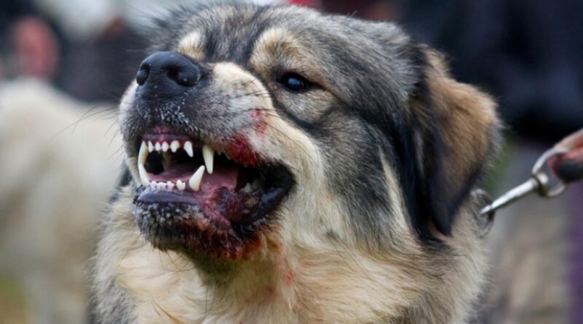 10 mitos más comunes acerca de la rabia, que es el momento de dejar de creer 10 mitos más comunes acerca de la rabia, que es el momento de dejar de creer