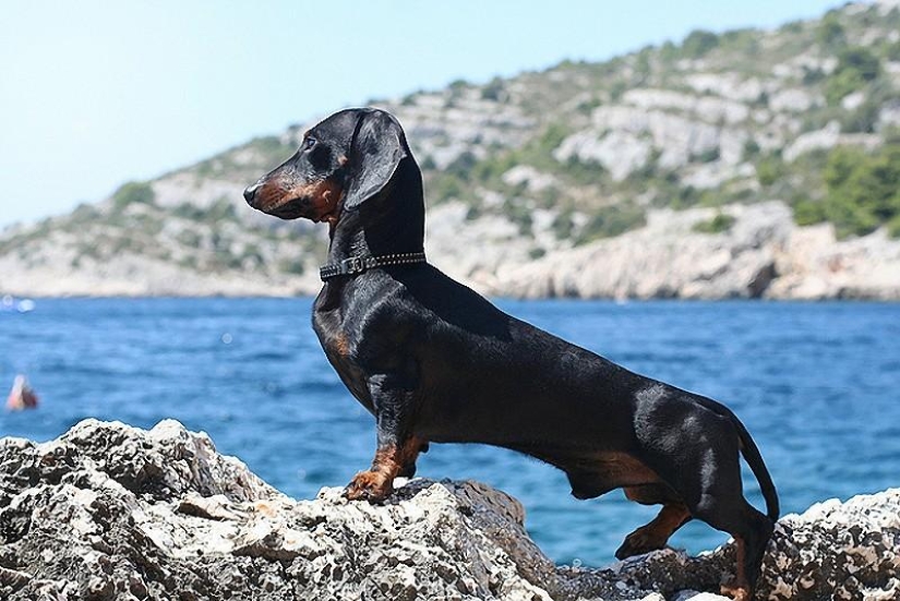 10 Most Aggressive Dog Breeds 10 Most Aggressive Dog Breeds