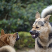 10 Most Aggressive Dog Breeds
