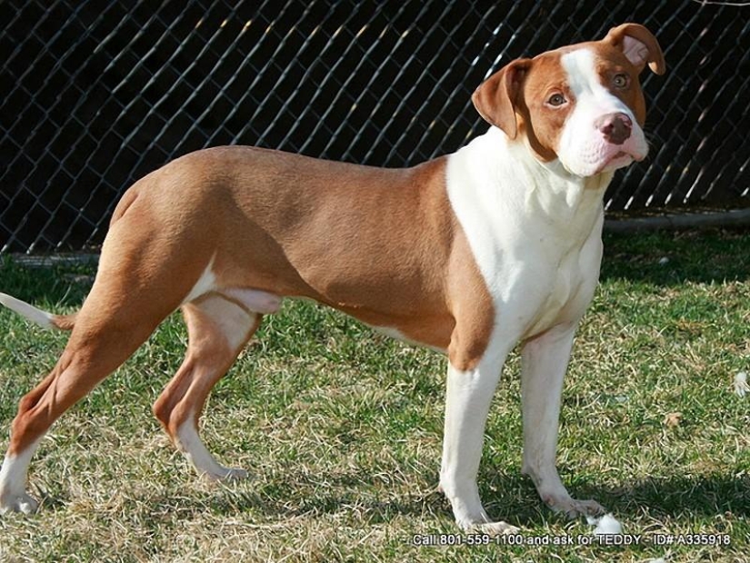 10 Most Aggressive Dog Breeds 10 Most Aggressive Dog Breeds