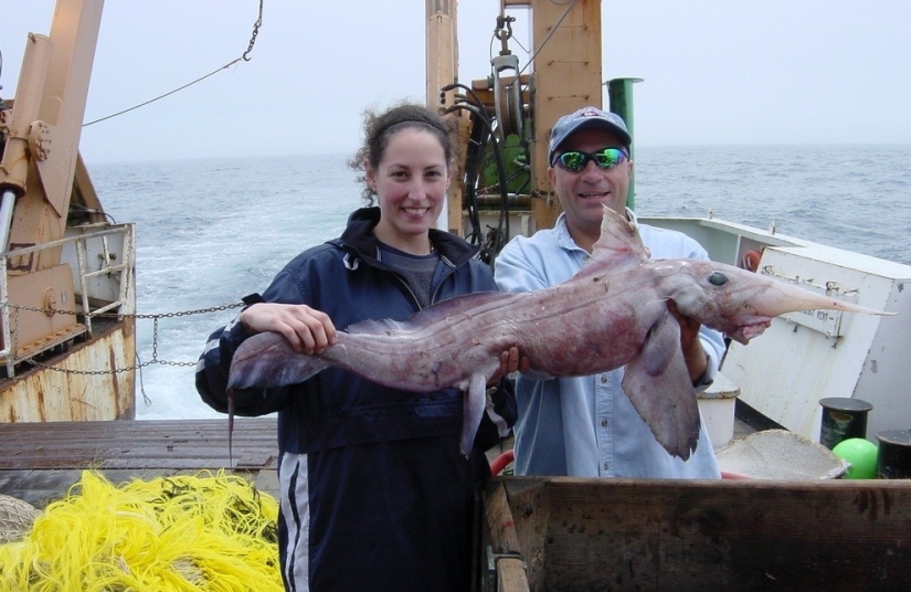 10 most unusual ocean fish 10 most unusual ocean fish