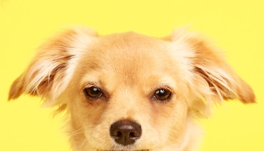 10 ocasiones en las que las mascotas mostraron sus actitudes únicas