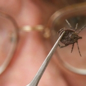 10 parásitos a tener en cuenta en verano