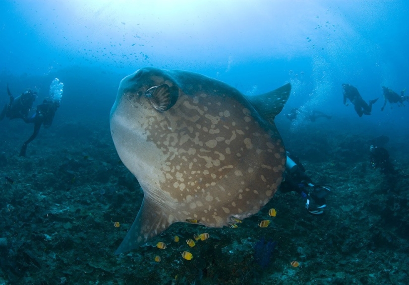 10 peces de mar más inusuales 10 peces de mar más inusuales