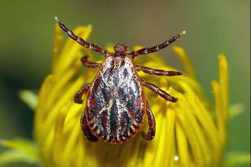 10 peligros mortales que acechan en nuestros bosques 10 peligros mortales que acechan en nuestros bosques