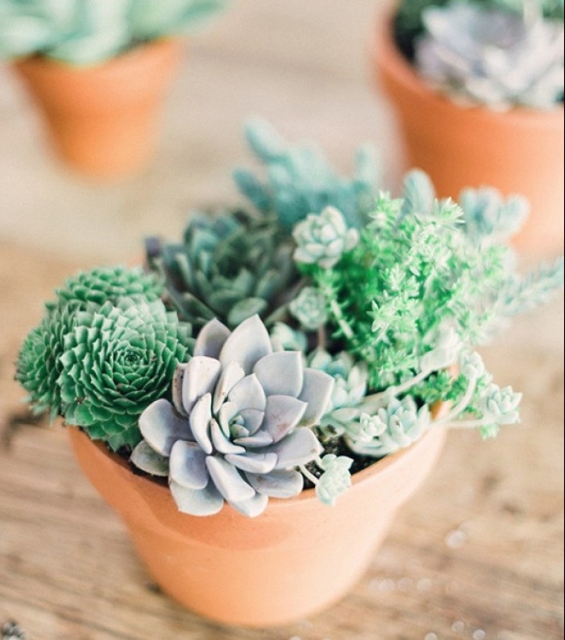 10 plantas de interior sin pretensiones para aquellos que no tienen tiempo 10 plantas de interior sin pretensiones para aquellos que no tienen tiempo