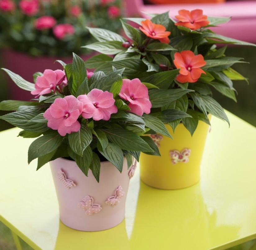 10 plantas de interior sin pretensiones para aquellos que no tienen tiempo 10 plantas de interior sin pretensiones para aquellos que no tienen tiempo