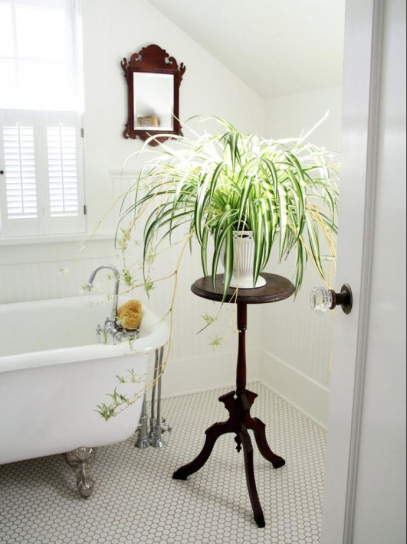 10 plantas de interior sin pretensiones para aquellos que no tienen tiempo 10 plantas de interior sin pretensiones para aquellos que no tienen tiempo