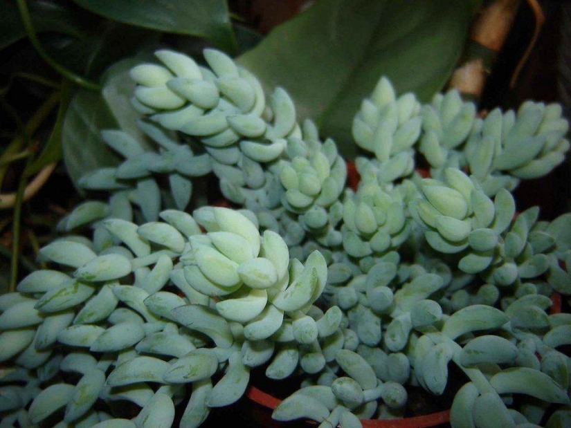 10 plantas más adecuadas para el cultivo en macetas colgantes 10 plantas más adecuadas para el cultivo en macetas colgantes