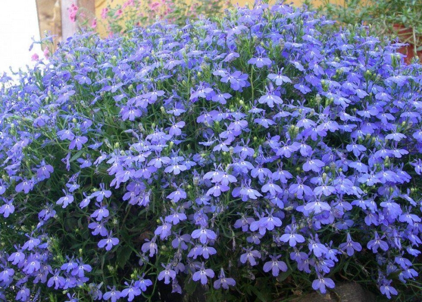 10 plantas más adecuadas para el cultivo en macetas colgantes 10 plantas más adecuadas para el cultivo en macetas colgantes