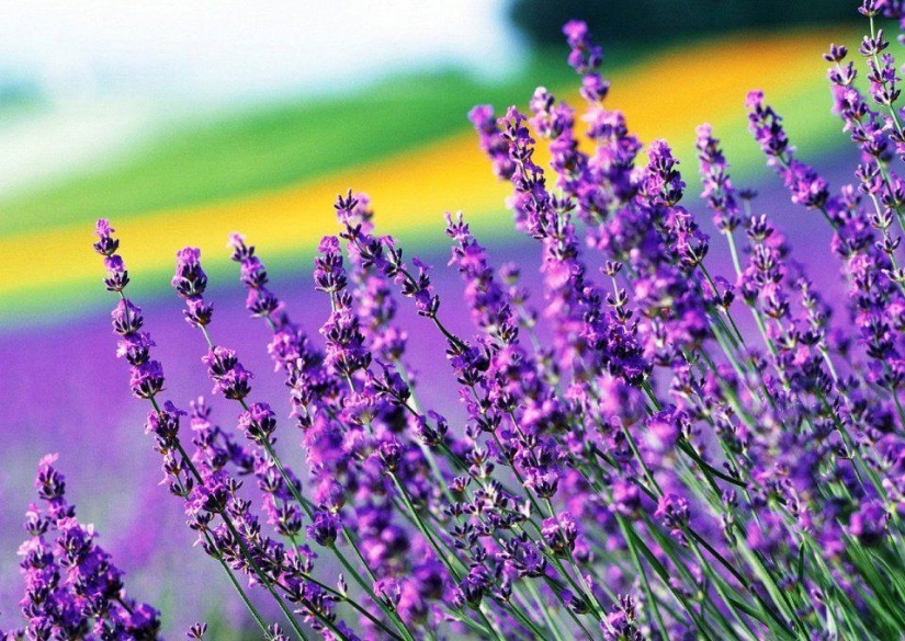 10 plantas más adecuadas para el cultivo en macetas colgantes 10 plantas más adecuadas para el cultivo en macetas colgantes