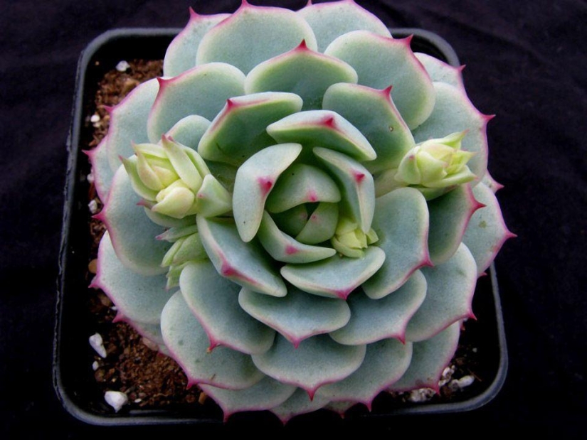 10 plantas más adecuadas para el cultivo en macetas colgantes 10 plantas más adecuadas para el cultivo en macetas colgantes