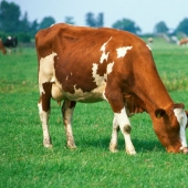 10 secrets of wildlife that scientists have not yet been able to reveal