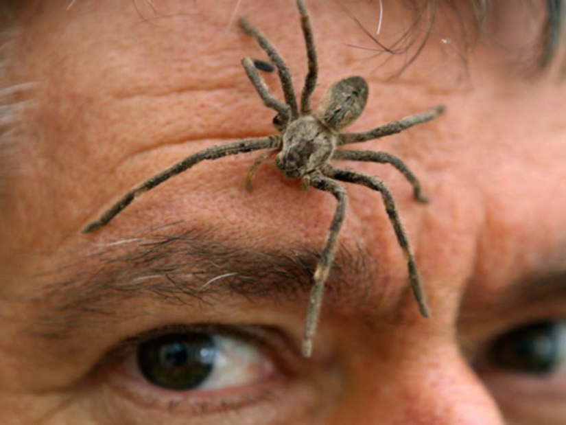 10 spiders, which really should be afraid