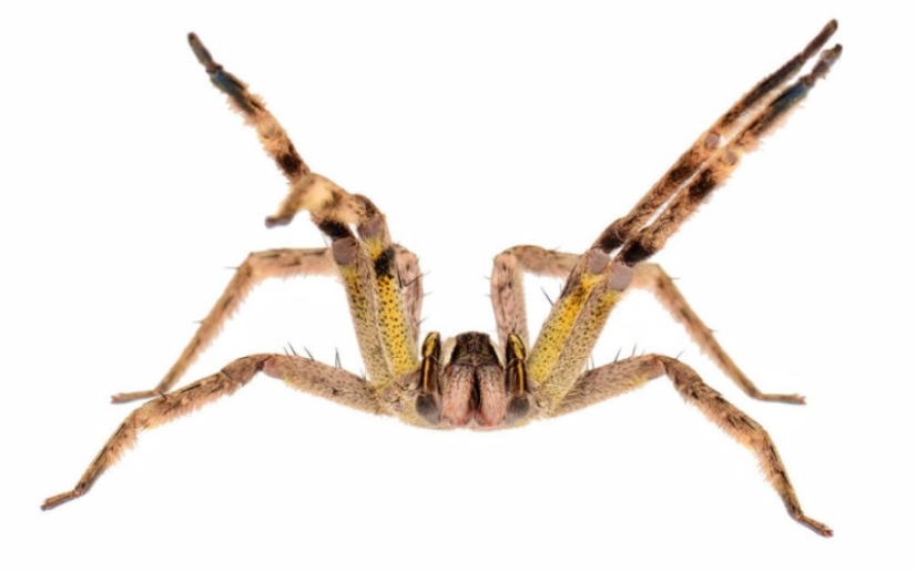 10 spiders, which really should be afraid