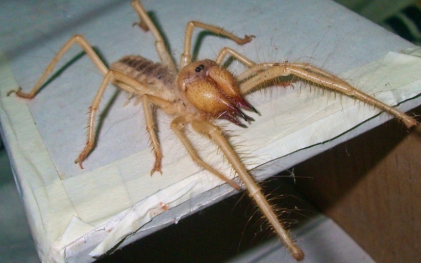 10 spiders, which really should be afraid