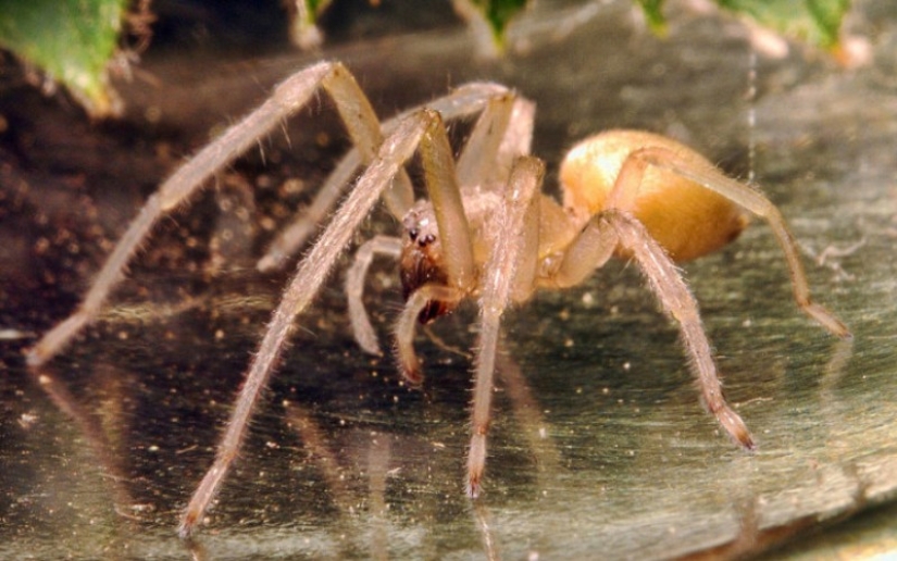 10 spiders, which really should be afraid