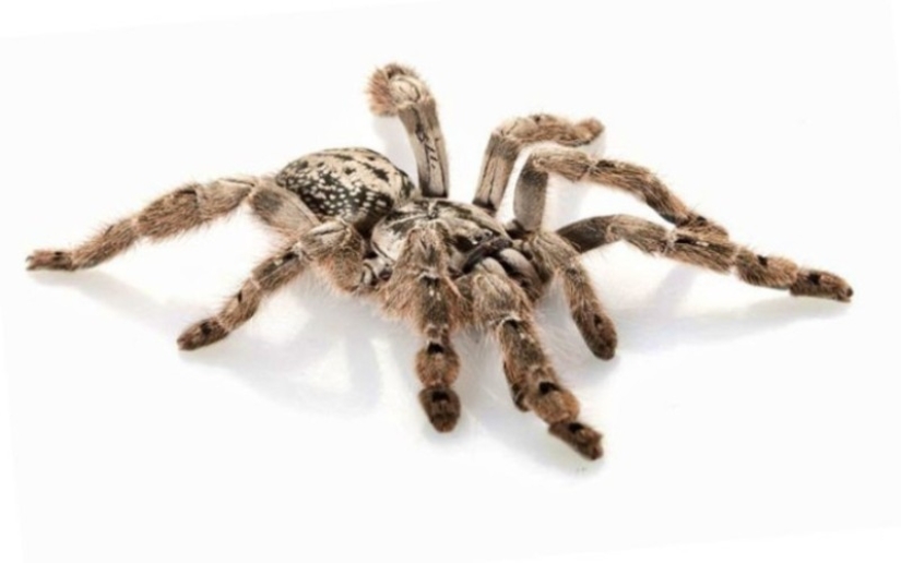 10 spiders, which really should be afraid