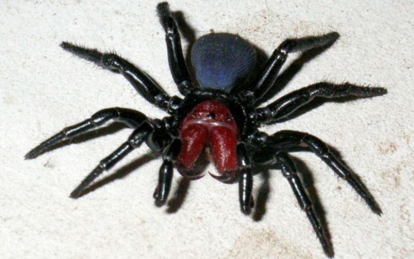 10 spiders, which really should be afraid