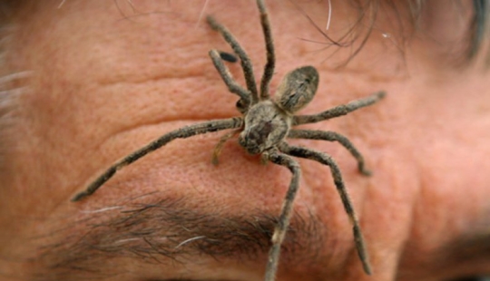10 spiders, which really should be afraid