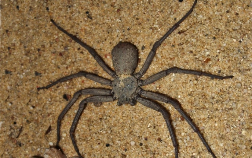 10 spiders, which really should be afraid