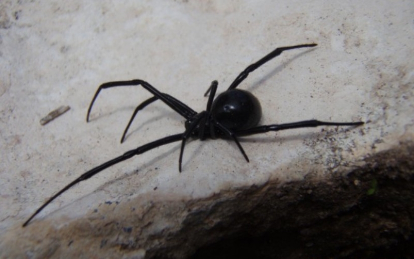 10 spiders, which really should be afraid