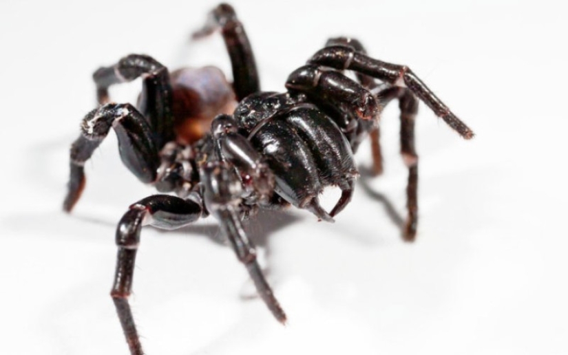 10 spiders, which really should be afraid