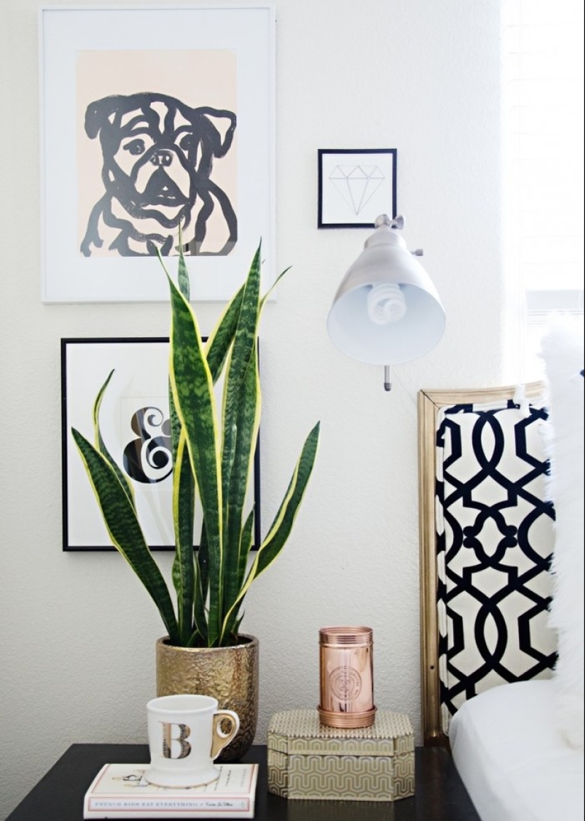 10 unpretentious indoor plants for those who don't have time