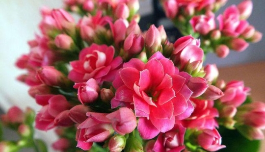 10 unpretentious indoor plants for those who don't have time