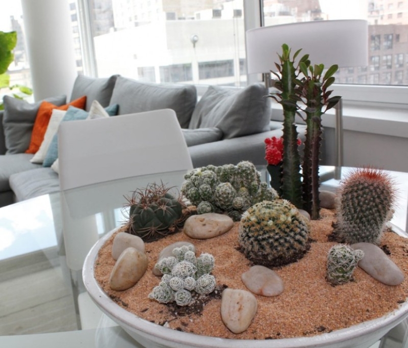 10 unpretentious indoor plants for those who don't have time