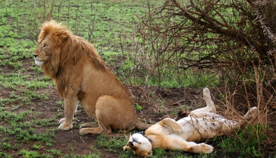 10 unusual sexual rituals of animals 10 unusual sexual rituals of animals