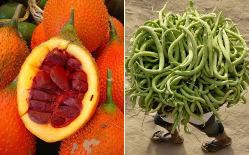 10 variedades de pepinos, que usted nunca escuchó 10 variedades de pepinos, que usted nunca escuchó