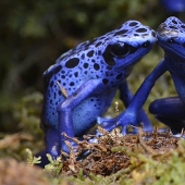 10 venenos naturales más inusuales