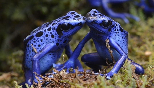 10 venenos naturales más inusuales