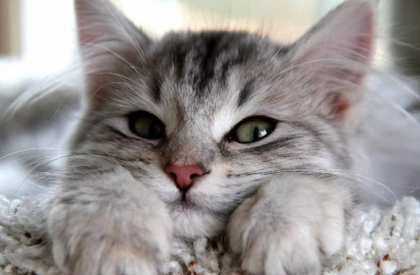 10 ways koteyki trying to tell you: "I love you!" 10 ways koteyki trying to tell you: "I love you!"