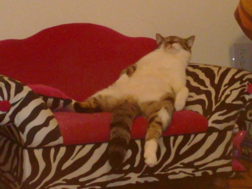 100 best cat photos of all time